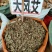 广西野生中药材大风，艾纳香，牛耳艾大风叶大枫草