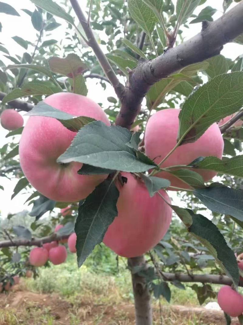 【大甩卖】苹果红星苹果基地直销价优十年老店欢迎咨询