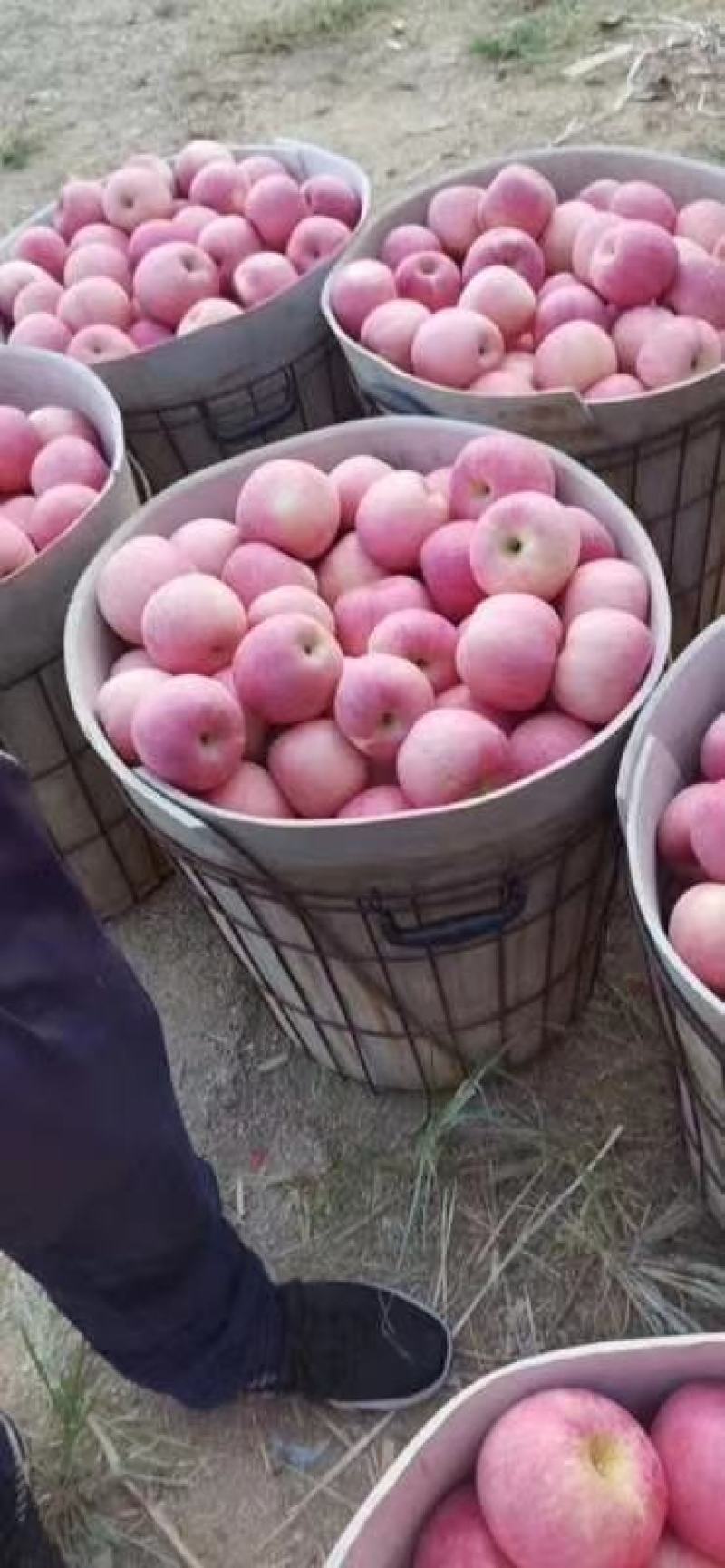 【大甩卖】苹果红星苹果基地直销价优十年老店欢迎咨询