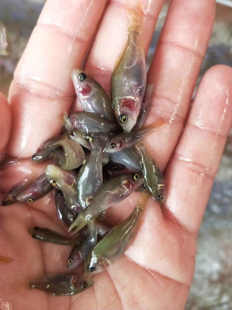 禾花鲤鱼苗禾花苗乌鲤鱼苗+自孵水花，放生鲤