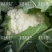 特级松花苗，花菜苗，有机花全国包邮，基地直供，品质保障！