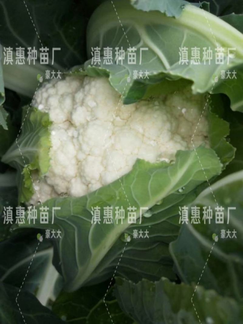 特级松花苗，花菜苗，有机花全国包邮，基地直供，品质保障！