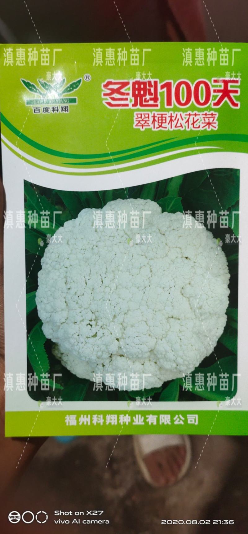 特级松花苗，花菜苗，有机花全国包邮，基地直供，品质保障！