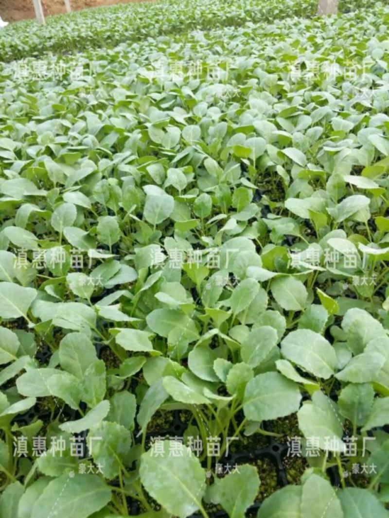 特级松花苗，花菜苗，有机花全国包邮，基地直供，品质保障！
