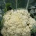 特级松花苗，花菜苗，有机花全国包邮，基地直供，品质保障！