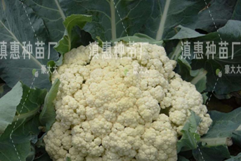 特级松花苗，花菜苗，有机花全国包邮，基地直供，品质保障！