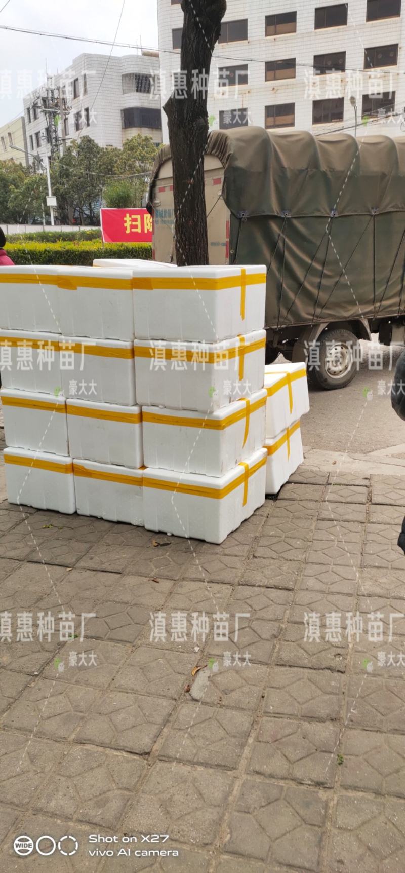 特级松花苗，花菜苗，有机花全国包邮，基地直供，品质保障！