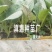 特级松花苗，花菜苗，有机花全国包邮，基地直供，品质保障！