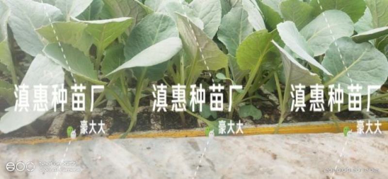 特级松花苗，花菜苗，有机花全国包邮，基地直供，品质保障！
