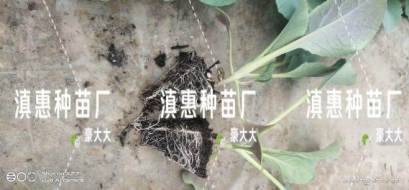 特级松花苗，花菜苗，有机花全国包邮，基地直供，品质保障！