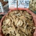 东风桔根中药材正品东风橘根金橘根山金桔根山
