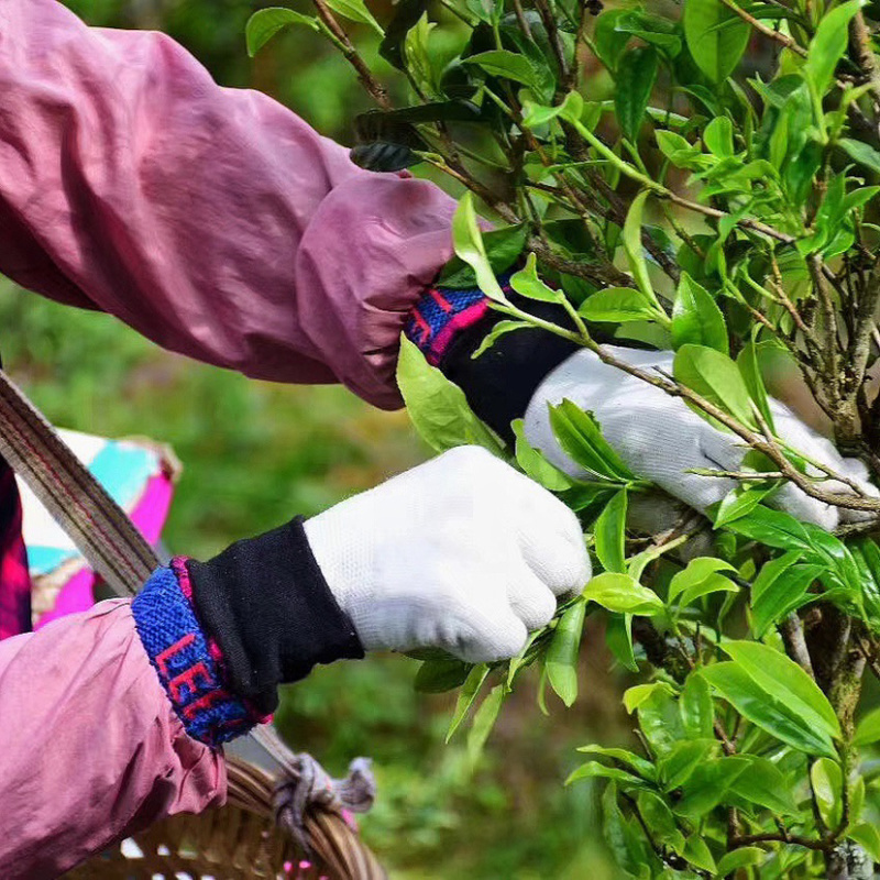 凤凰单丛茶叶特级高山蜜兰香乌龙茶