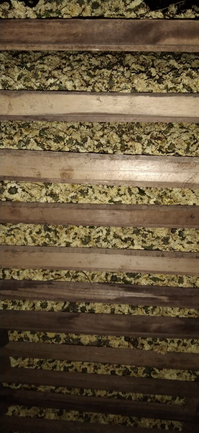 [推荐]菊花北京白菊花烘干菊花产地直发全国发货