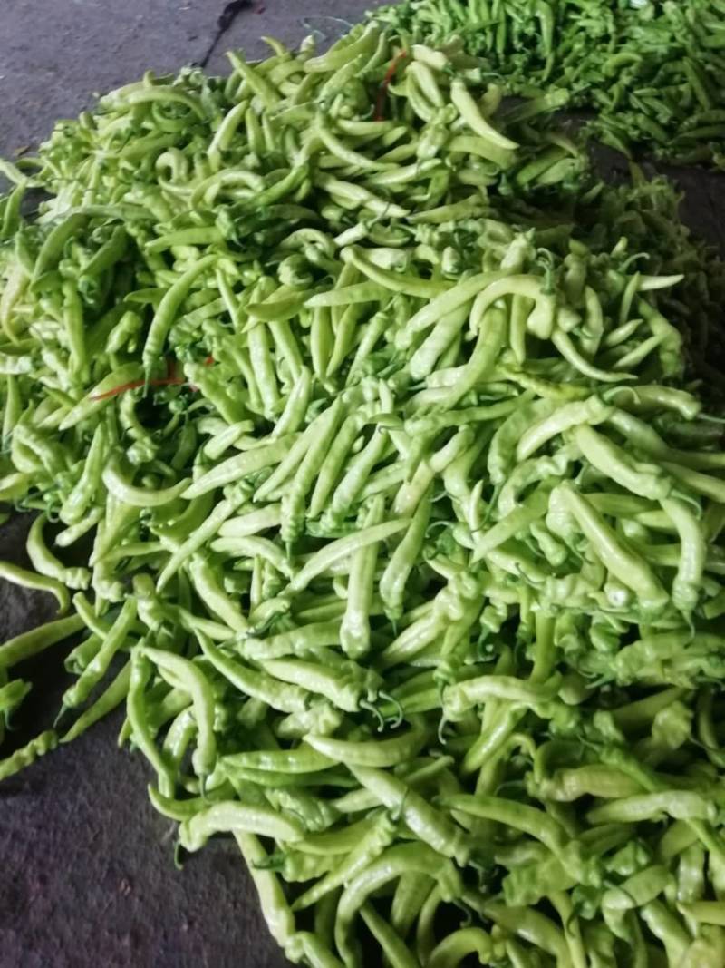 辣椒现已大量上市！规格齐全，对接各大市场，商超，电商