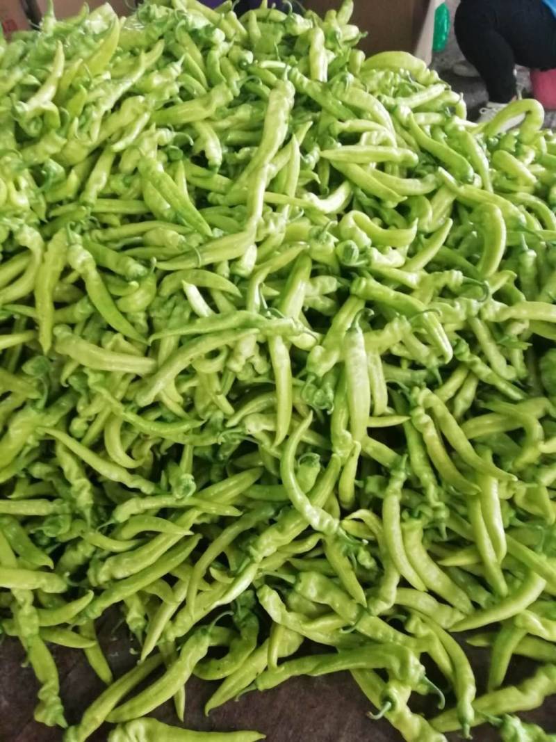 辣椒现已大量上市！规格齐全，对接各大市场，商超，电商