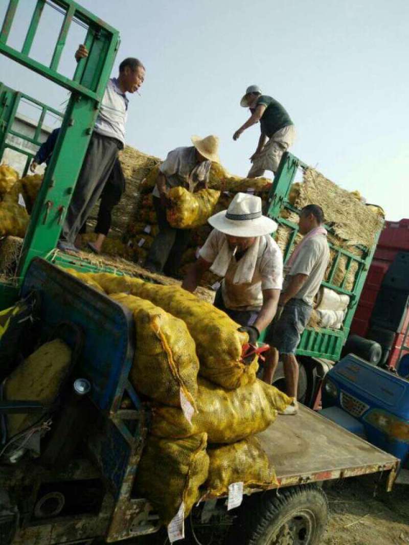 【牛商优选】荷兰十五脱毒土豆种子，高产，免费提供种植技术