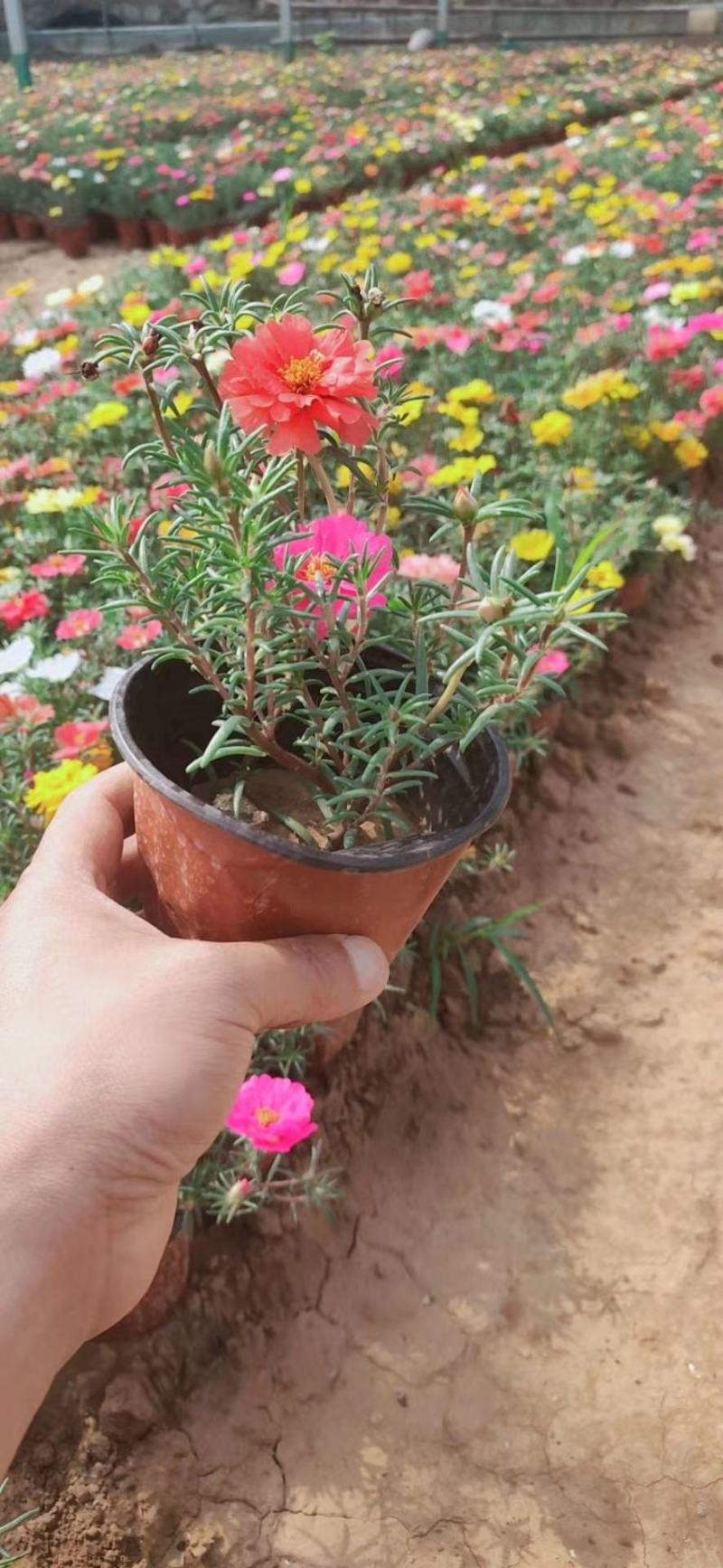 太阳花基地直发质量保证数量充足质优价廉欢迎咨询