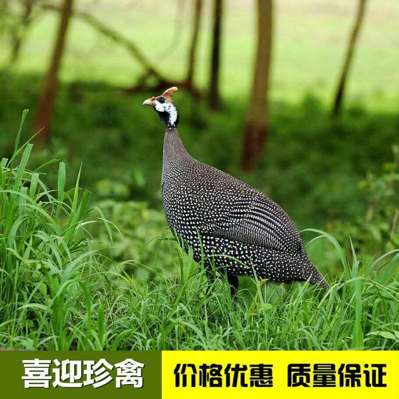 广东孵化场珍珠鸡苗出售，珍珠鸡苗出壳包打疫苗，全国发货
