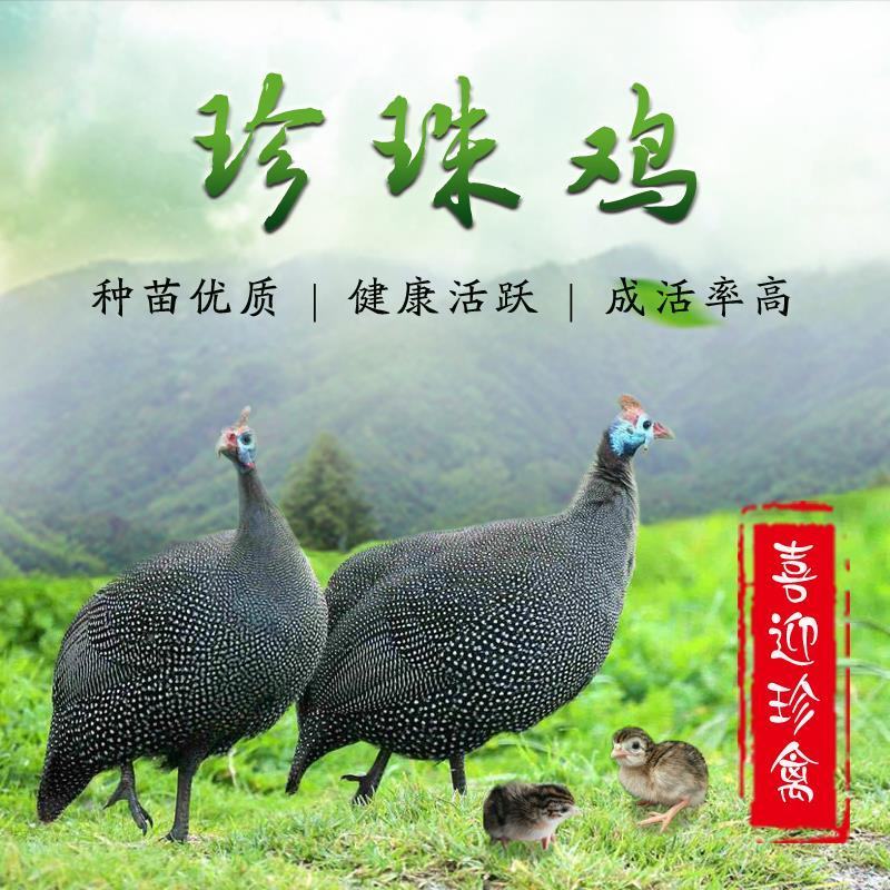 广东孵化场珍珠鸡苗出售，珍珠鸡苗出壳包打疫苗，全国发货