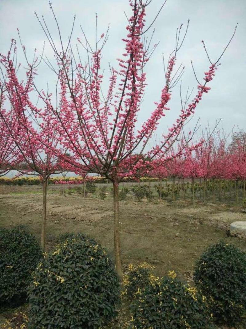 四川成都温江基地苗圃红梅规格齐全工程货，价格优美