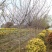 四川成都温江基地苗圃红梅规格齐全工程货，价格优美