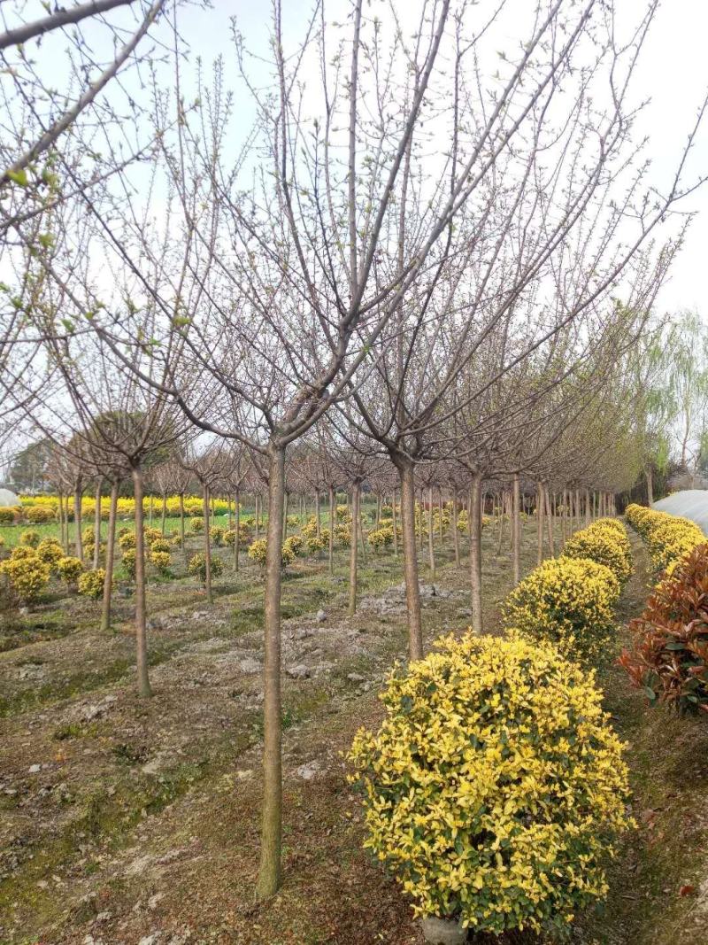 四川成都温江基地苗圃红梅规格齐全工程货，价格优美