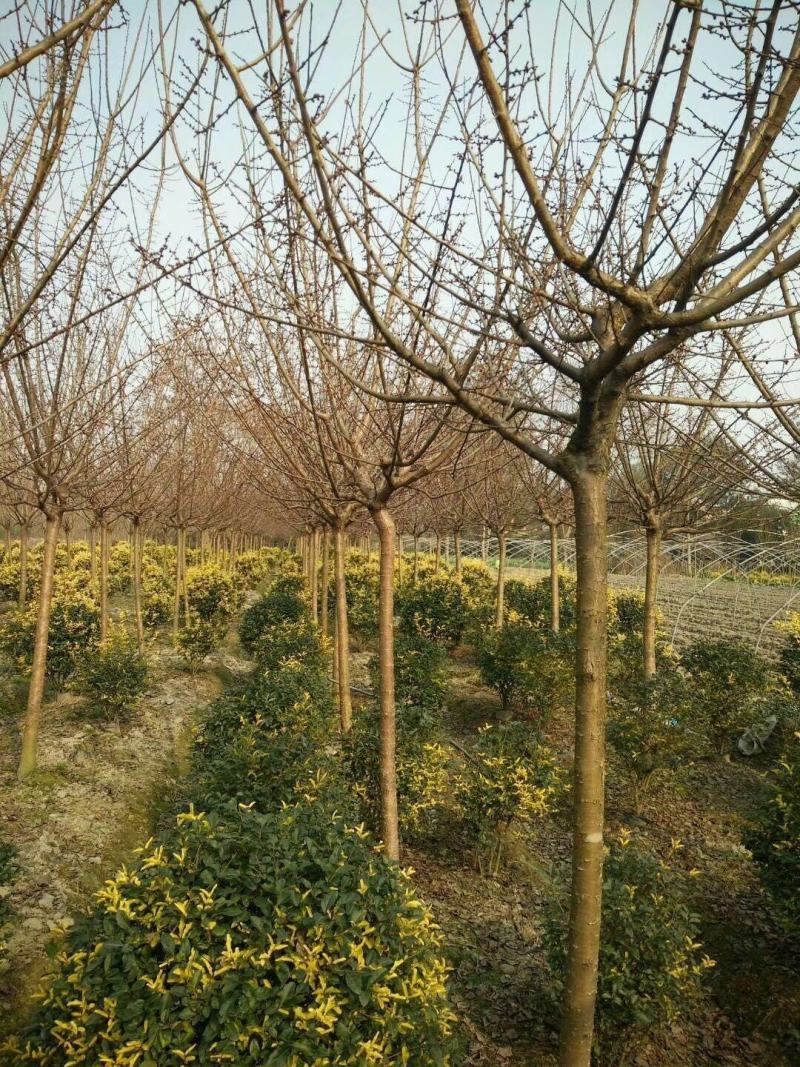 四川成都温江基地苗圃红梅规格齐全工程货，价格优美