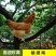 胡须鸡公苗，价格便宜的公鸡苗，成年体重5.5斤左右