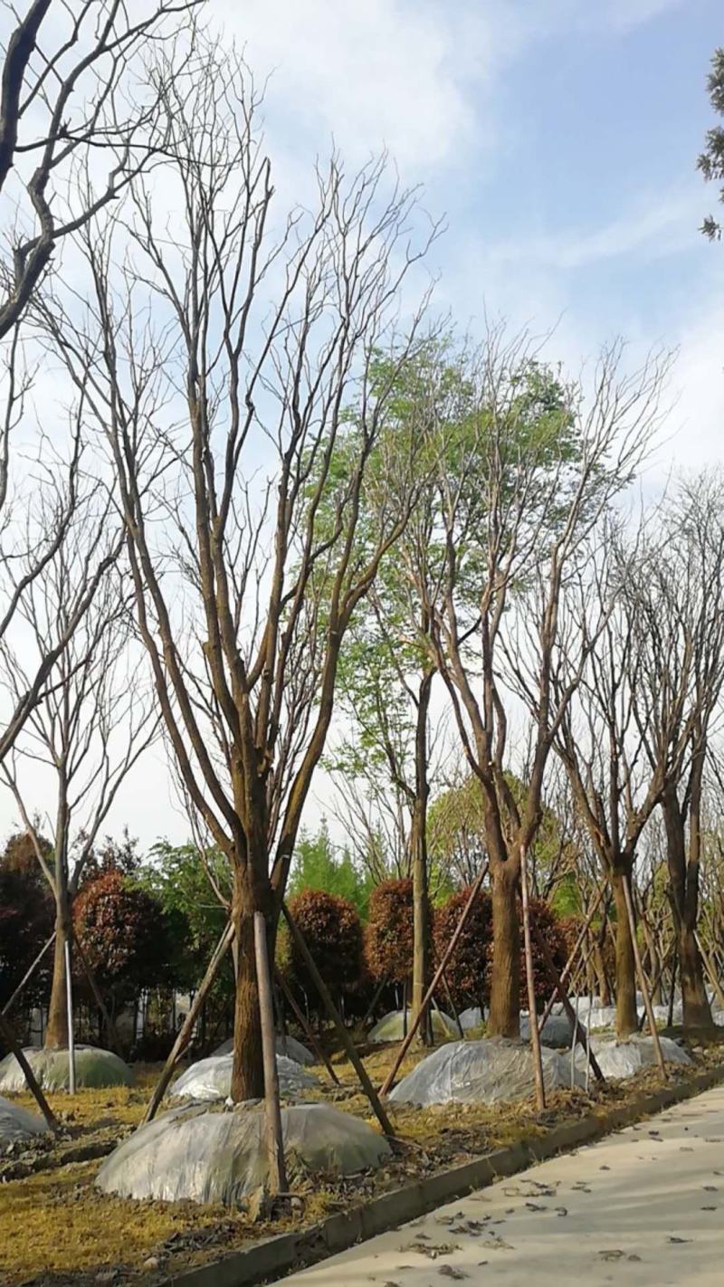 四川成都温江基地苗圃国槐自家货，欢迎选购