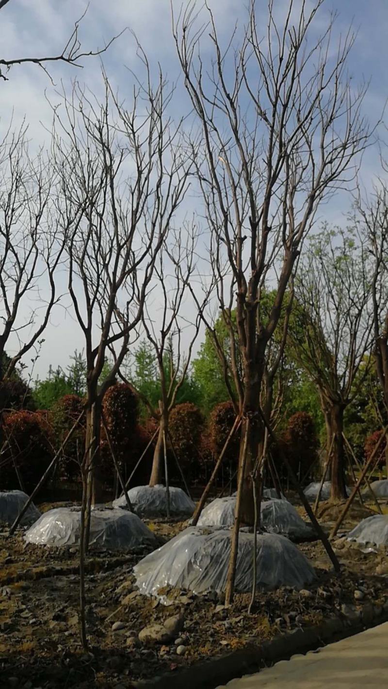 四川成都温江基地苗圃国槐自家货，欢迎选购
