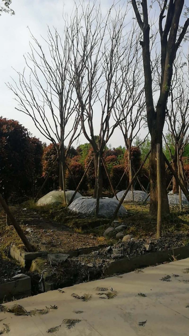 四川成都温江基地苗圃国槐自家货，欢迎选购