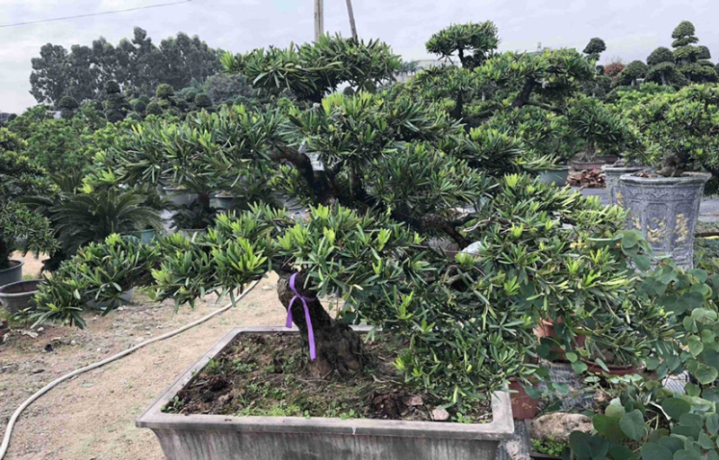 福建批发造型台湾松蓝羽罗汉松罗汉松价格造型罗汉松盆景