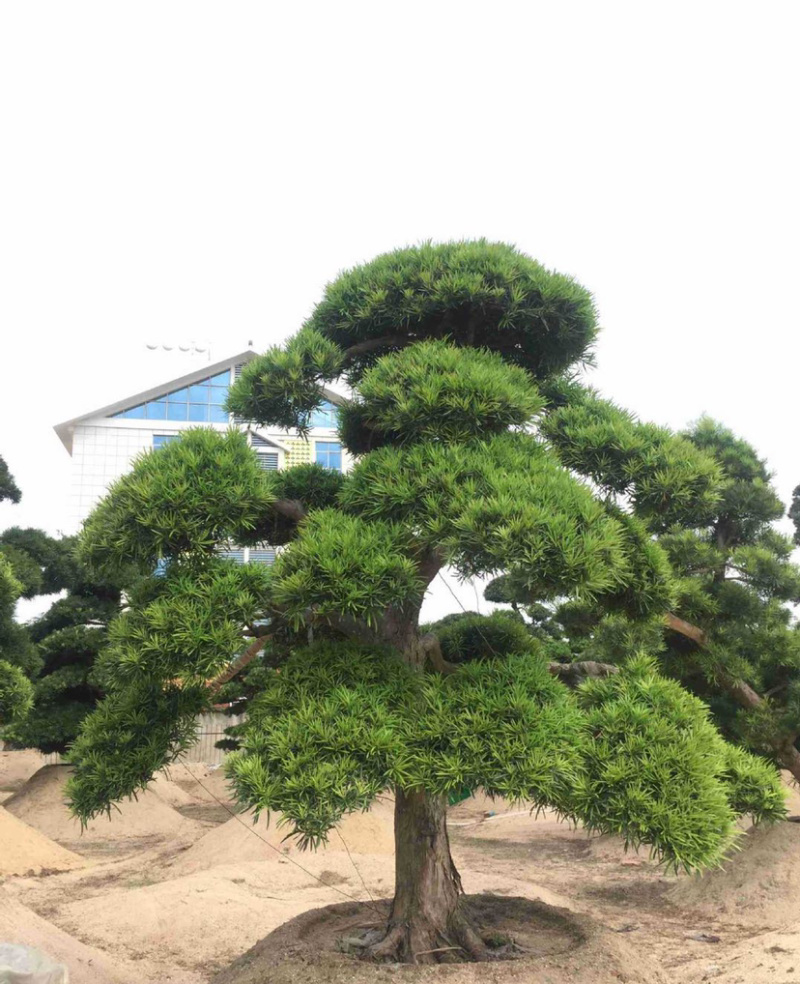 福建批发造型台湾松蓝羽罗汉松罗汉松价格造型罗汉松盆景