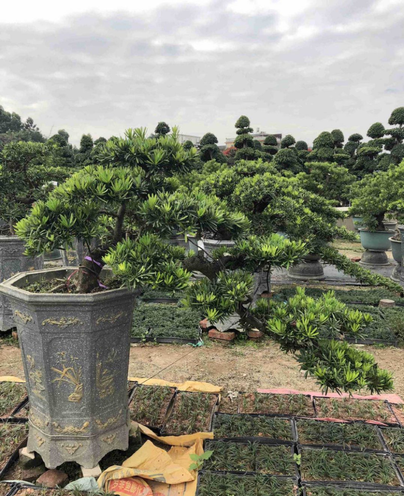 福建批发造型台湾松蓝羽罗汉松罗汉松价格造型罗汉松盆景