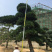 福建批发造型台湾松蓝羽罗汉松罗汉松价格造型罗汉松盆景