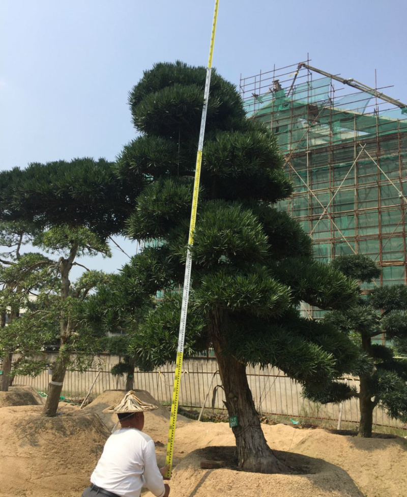 福建批发造型台湾松蓝羽罗汉松罗汉松价格造型罗汉松盆景