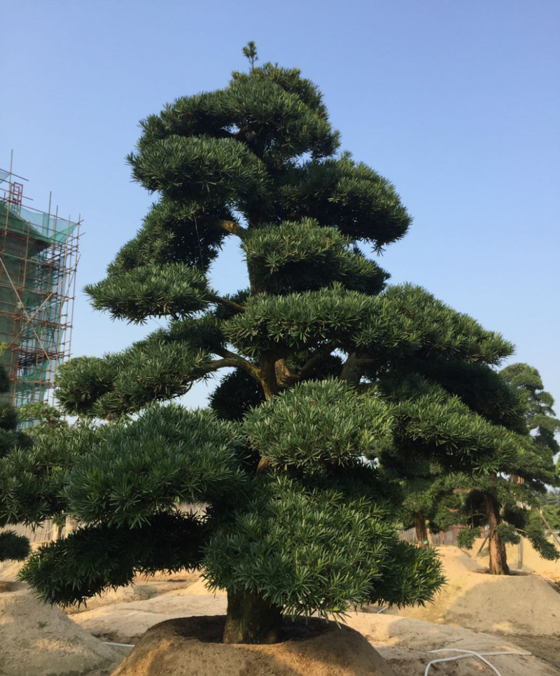 福建批发造型台湾松蓝羽罗汉松罗汉松价格造型罗汉松盆景