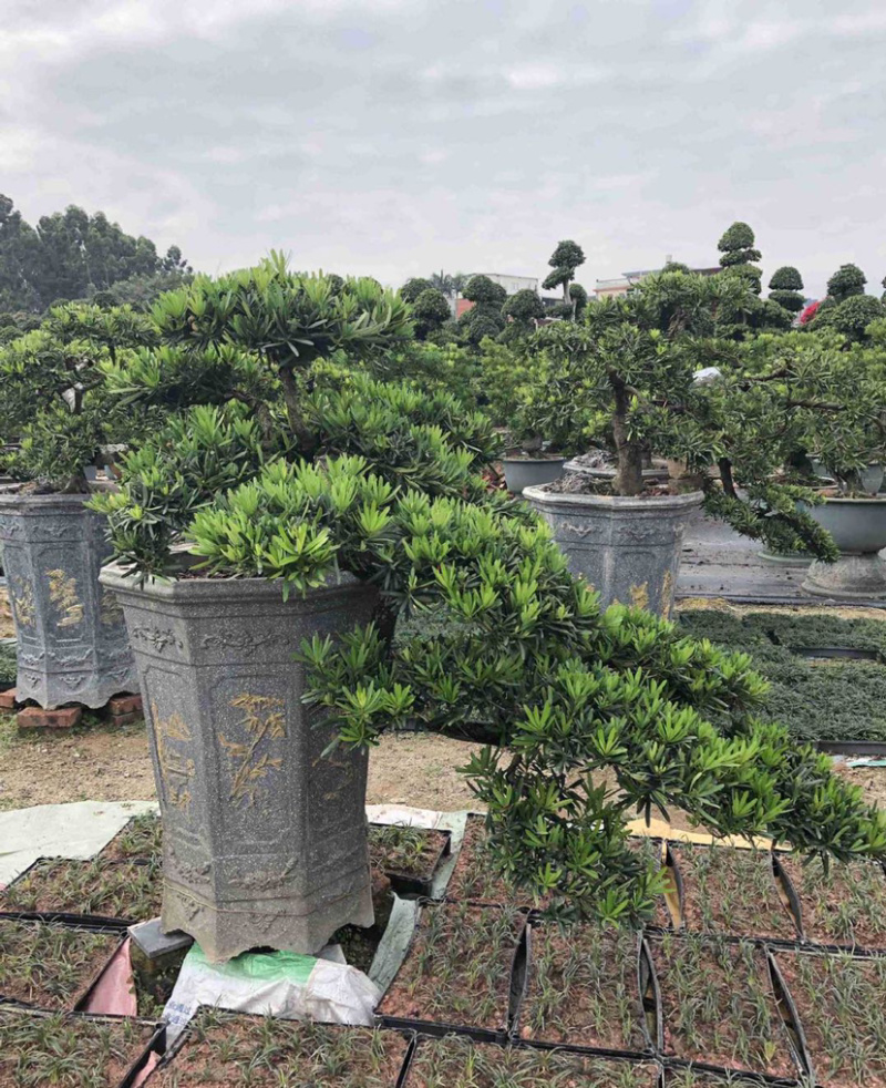 福建批发造型台湾松蓝羽罗汉松罗汉松价格造型罗汉松盆景