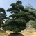 福建批发造型台湾松蓝羽罗汉松罗汉松价格造型罗汉松盆景