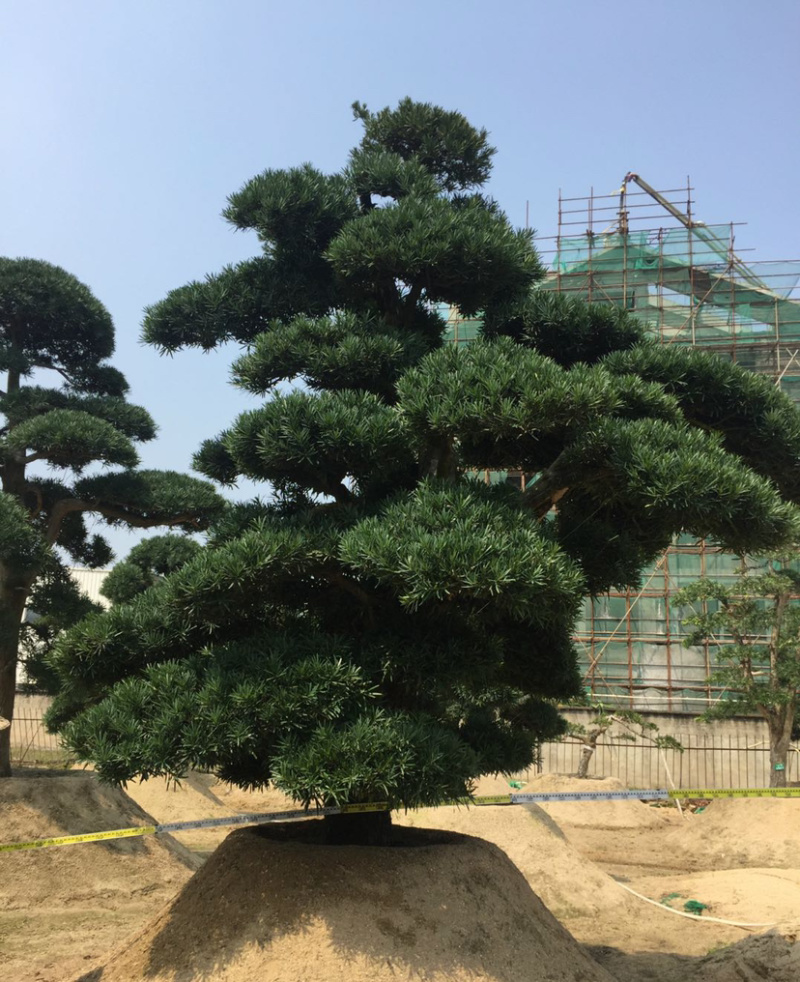福建批发造型台湾松蓝羽罗汉松罗汉松价格造型罗汉松盆景