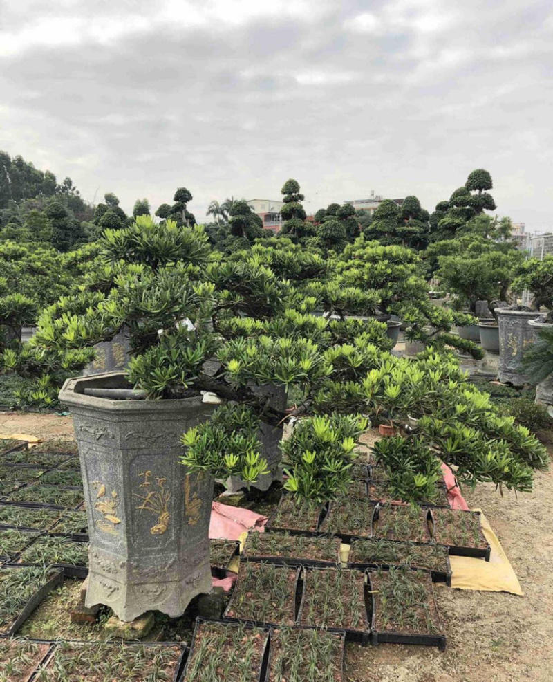 福建批发造型台湾松蓝羽罗汉松罗汉松价格造型罗汉松盆景