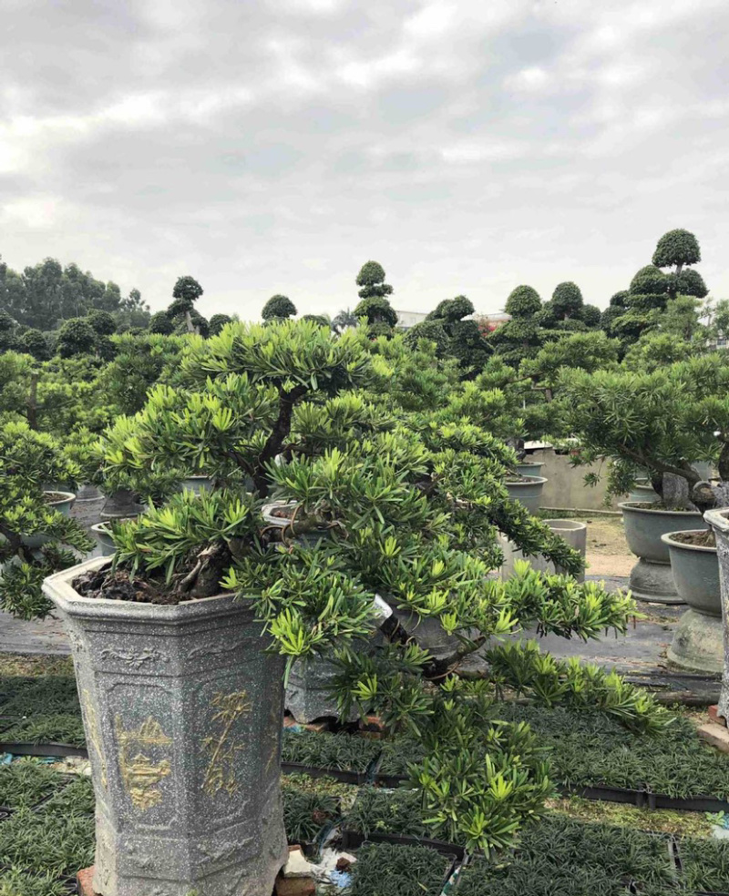 福建批发造型台湾松蓝羽罗汉松罗汉松价格造型罗汉松盆景