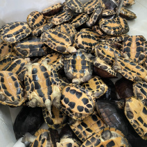 石金钱8到10年龟，两斤到三斤的🐢🐢🐢