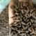 【傲宇药材】香附选装货，量大从优，品质保证
