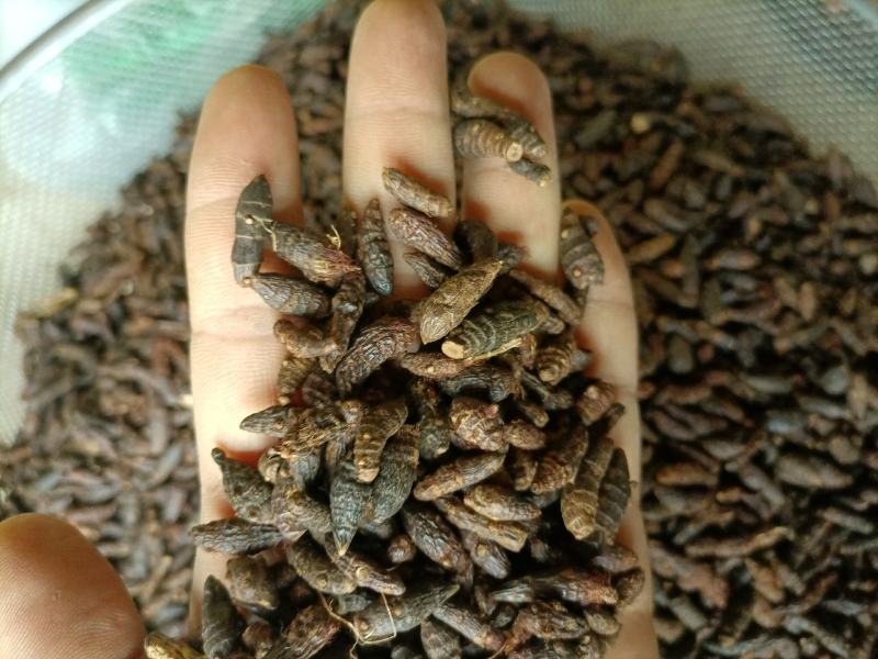【傲宇药材】香附选装货，量大从优，品质保证