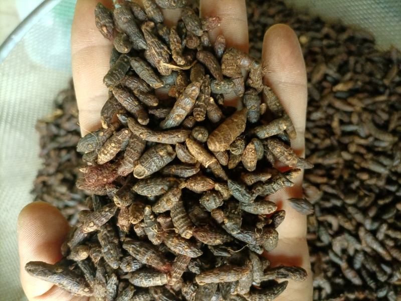 【傲宇药材】香附选装货，量大从优，品质保证