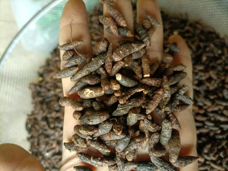 【傲宇药材】香附选装货，量大从优，品质保证