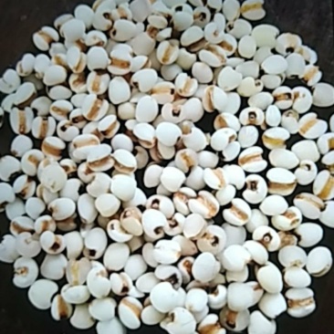 贵州小薏米量大价格从优