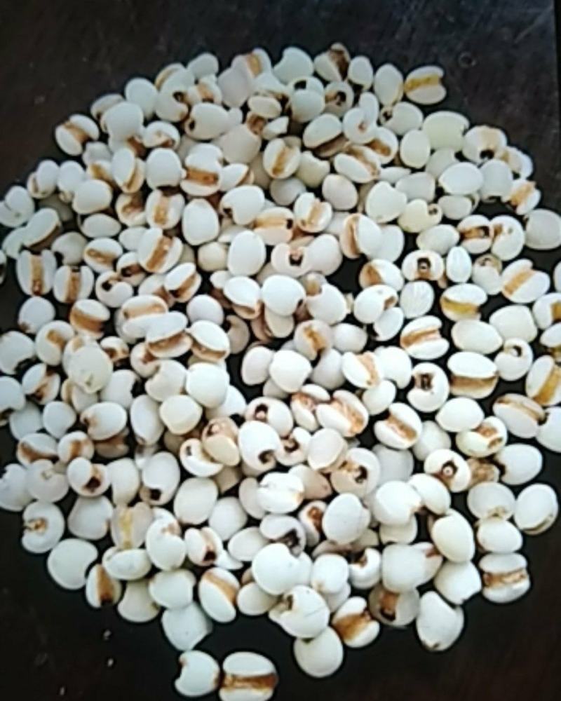 贵州小薏米量大价格从优