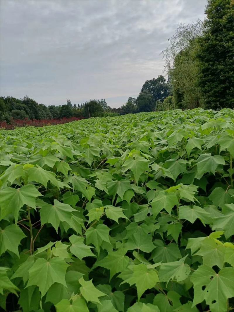 基地直销各规格精品木芙蓉，基地直销，价格优，质量好